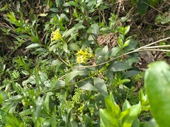 Cestrum euanthes