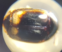 Scaphidiinae