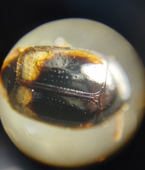 Scaphidiinae