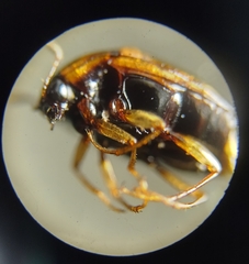 Scaphidiinae