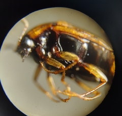Scaphidiinae
