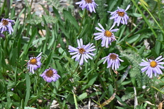 Erigeron ursinus