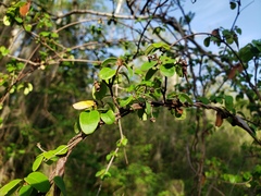 Heteropterys purpurea
