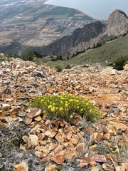 Artemisia inaequifolia