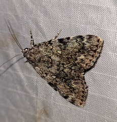 Catocala lineella