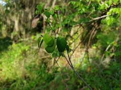 Heteropterys purpurea