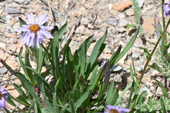 Erigeron ursinus