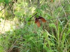 Heteropterys purpurea