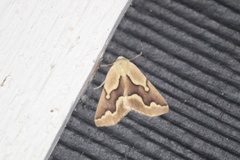 Sabulodes edwardsata