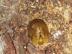 Chelymorpha indigesta