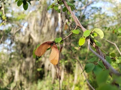 Heteropterys purpurea