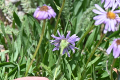 Erigeron ursinus