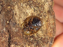 Chelymorpha indigesta