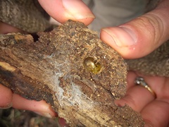 Chelymorpha indigesta