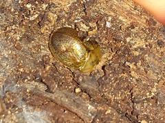 Chelymorpha indigesta