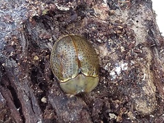 Chelymorpha indigesta