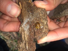 Chelymorpha indigesta