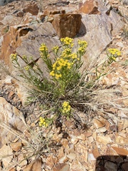 Artemisia inaequifolia