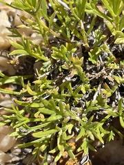Artemisia inaequifolia