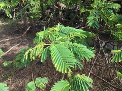 Schleinitzia insularum