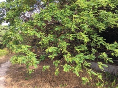 Schleinitzia insularum