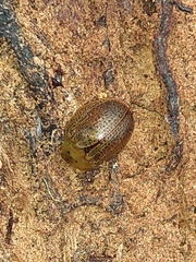 Chelymorpha indigesta