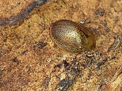 Chelymorpha indigesta