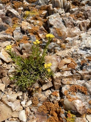 Artemisia inaequifolia