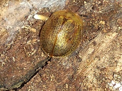 Chelymorpha indigesta