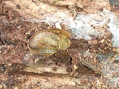 Chelymorpha indigesta