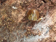 Chelymorpha indigesta