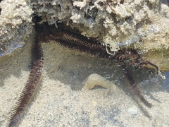 Ophiocoma scolopendrina