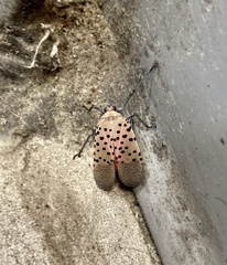 Lycorma delicatula