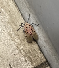 Lycorma delicatula
