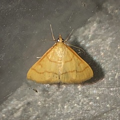 Helvibotys helvialis
