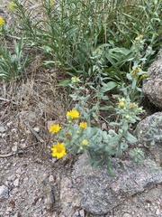Grindelia subalpina