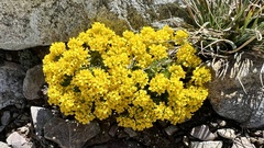 Draba lemmonii
