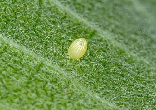 Monarch photographed in Kentucky