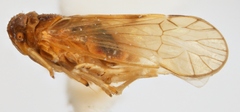 Lomagenes delphacoides