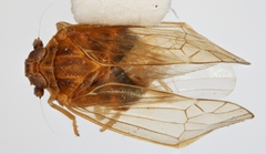 Lomagenes delphacoides