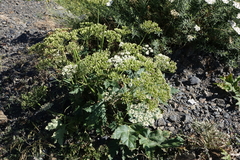 Heracleum grandiflorum