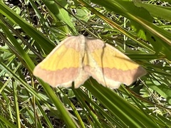 Lychnosea helveolaria