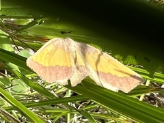 Lychnosea helveolaria