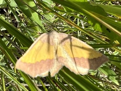 Lychnosea helveolaria