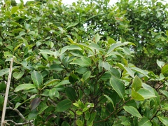 Ilex macfadyenii