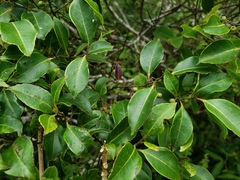 Ilex macfadyenii