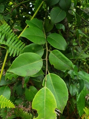 Ilex macfadyenii