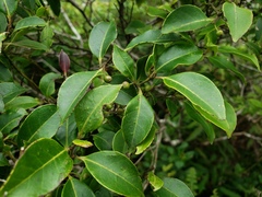 Ilex macfadyenii