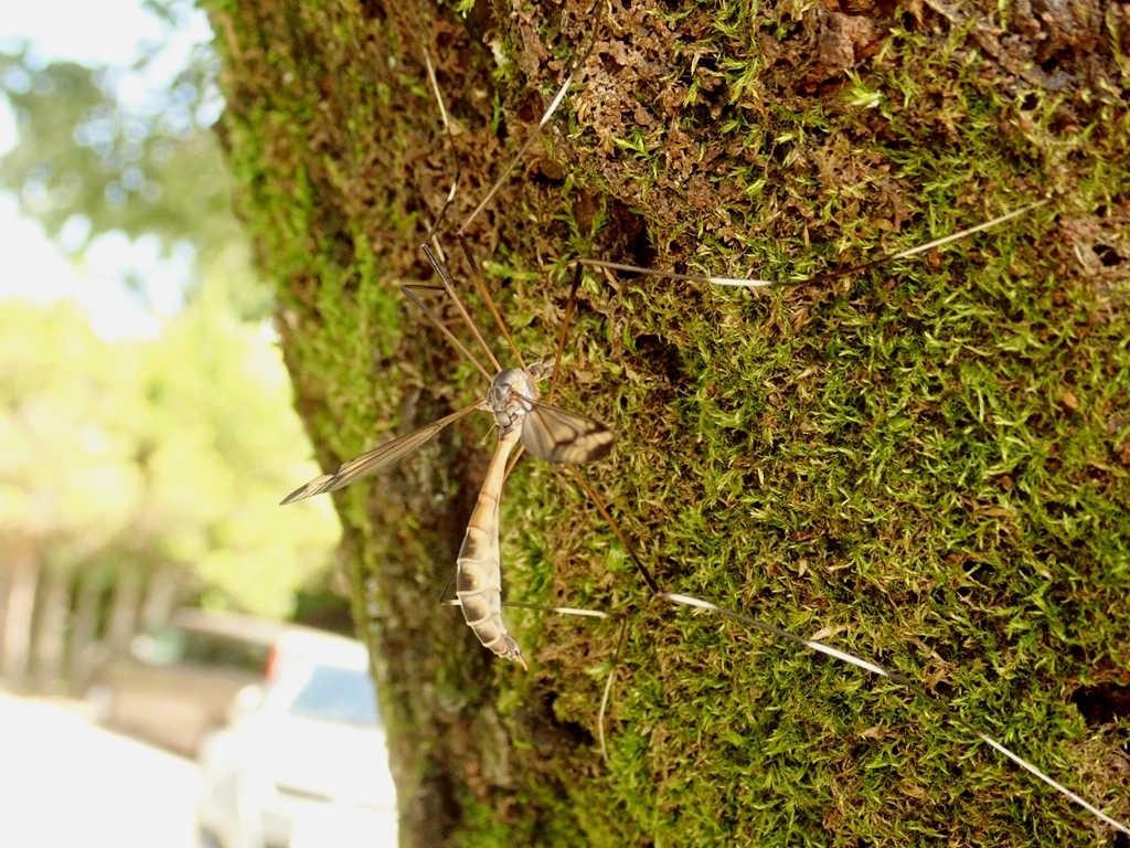 Tipulodina nipponica