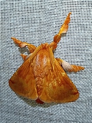 Perola monomania